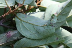 Cryptocarya beddomei